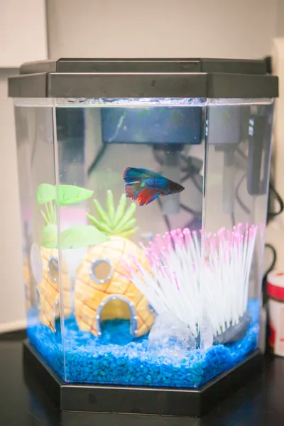 Kevin, the clinic betta fish