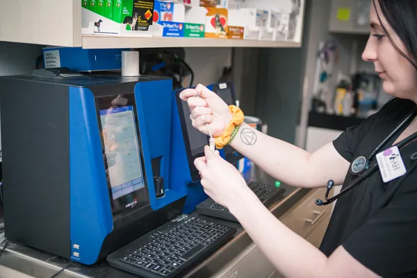 Team member running bloodwork on the in-house analyzer