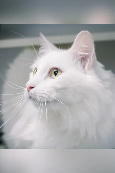 Jack, the clinic cat