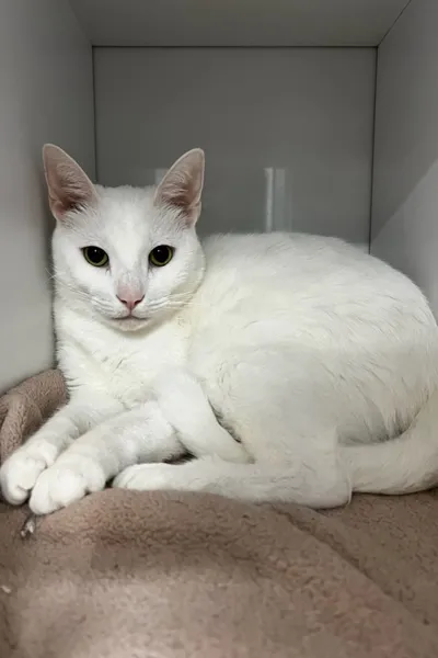 Mosby, the clinic cat