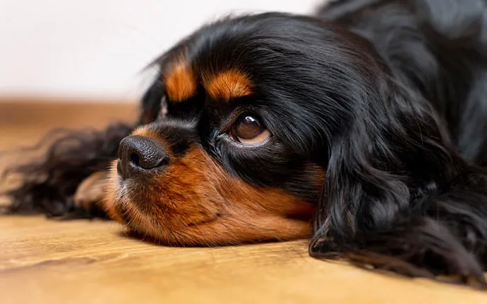 Cavalier King Charles spaniel resting on a wood floor