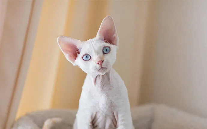 Devon Rex kitten sitting up