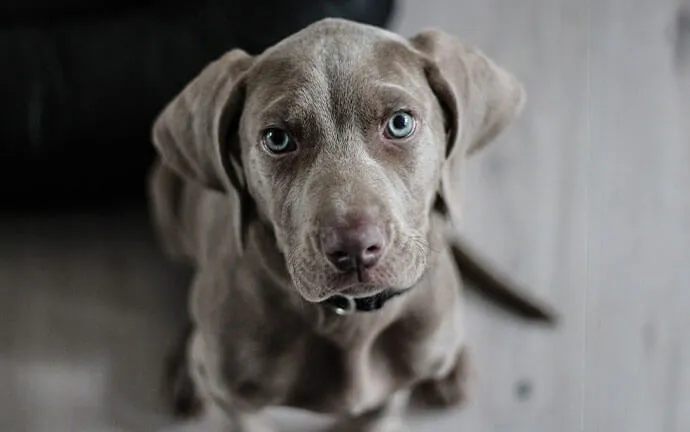 Weimaraner puppy sitting on the floor