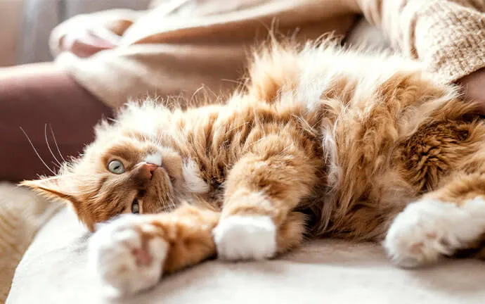 Orange cat stretching out on a sofa
