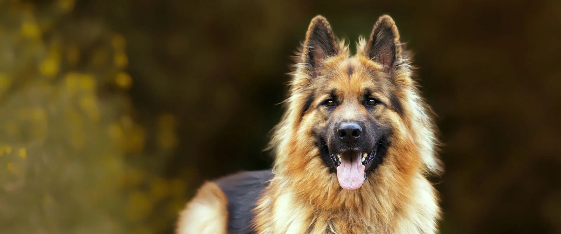 German shepherd outdoors