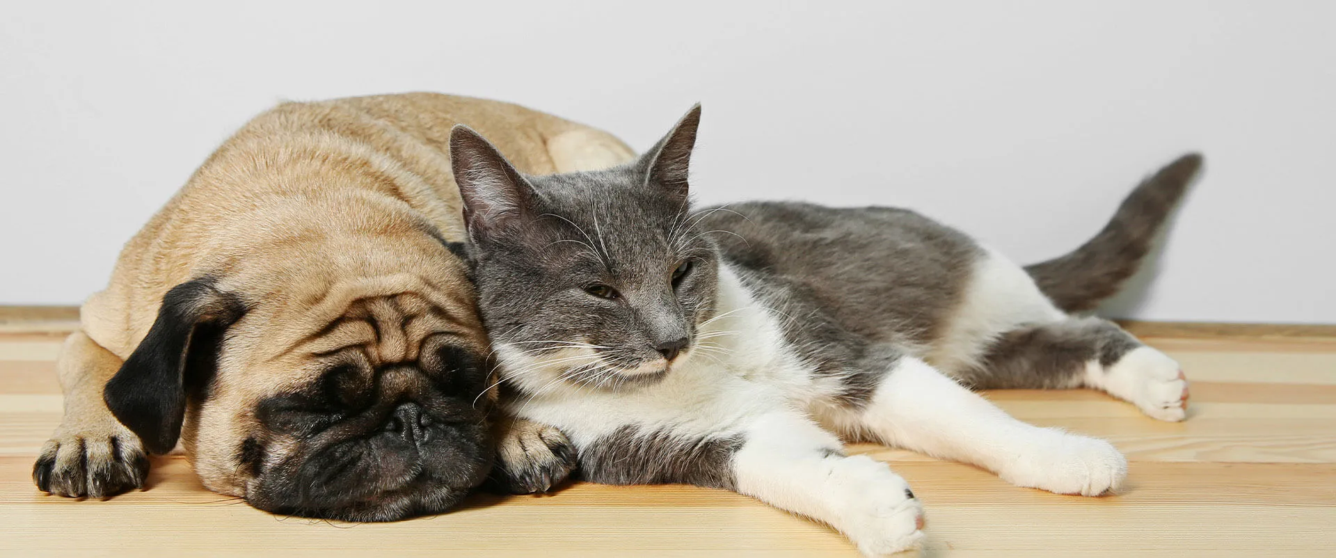 Pug and a gray-and-white cat napping together