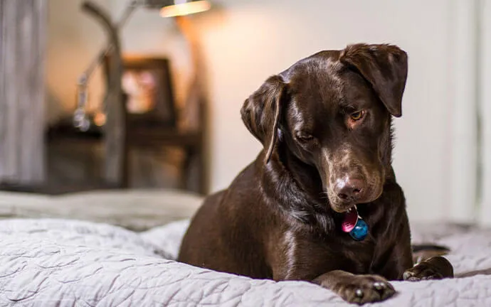 Chocolate Labrador lying on a bed