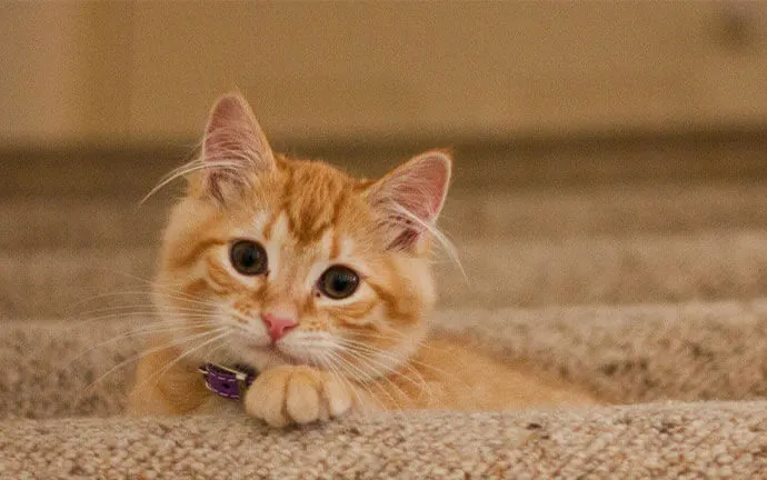 Orange kitten lying on a carpet