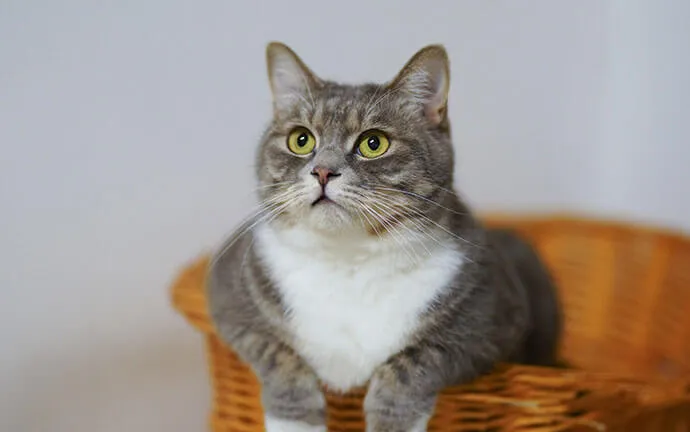 Gray-and-white cat sitting in a wicker basket