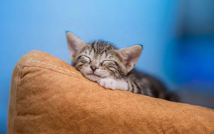 Tabby kitten dozing on a cushion