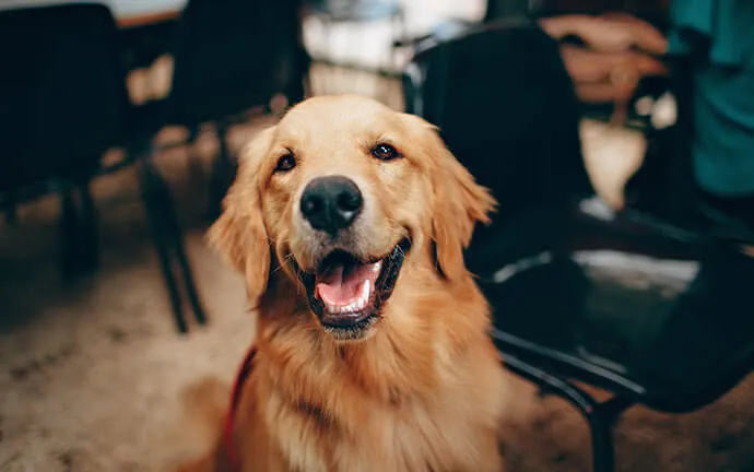 Happy golden retriever