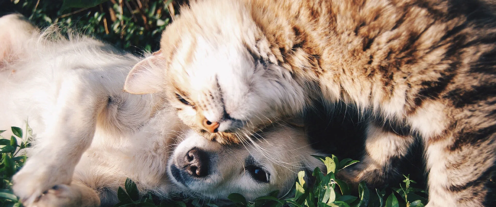 Kitten and puppy cuddling in the grass