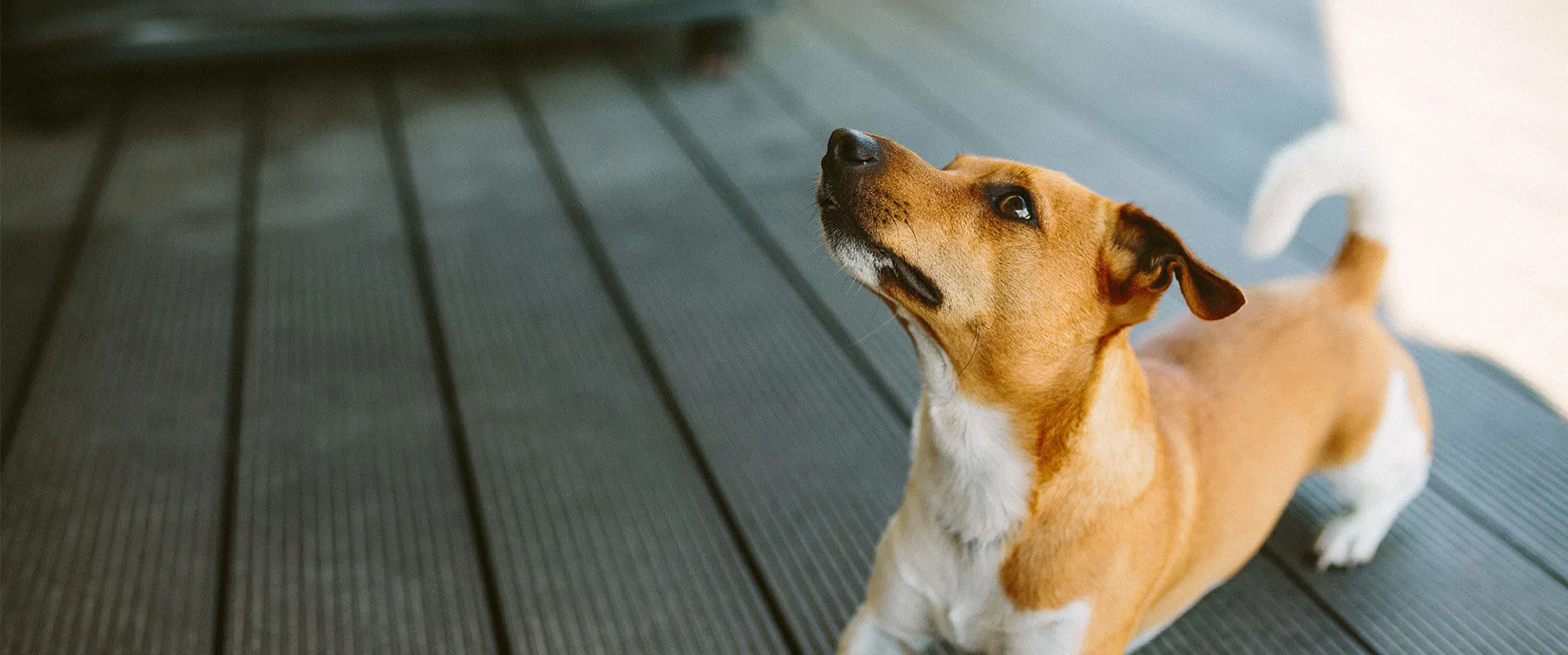 Small tan dog looking up on a wooden deck