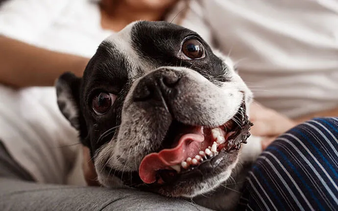 Happy French bulldog on its owner's lap