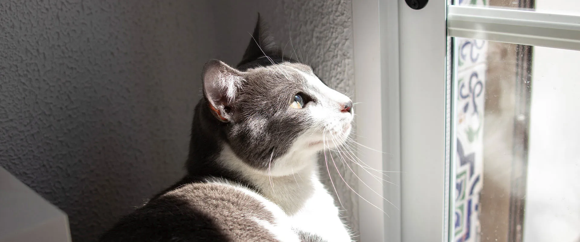 Gray-and-white cat looking out a window